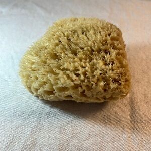 Sea Sponge